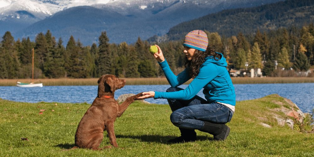 consejos-a-la-hora-viajar-con-un-perro-lafloridaseinforma.com