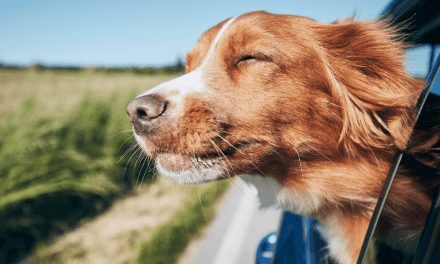 6 Consejos a la hora de viajar con un perro