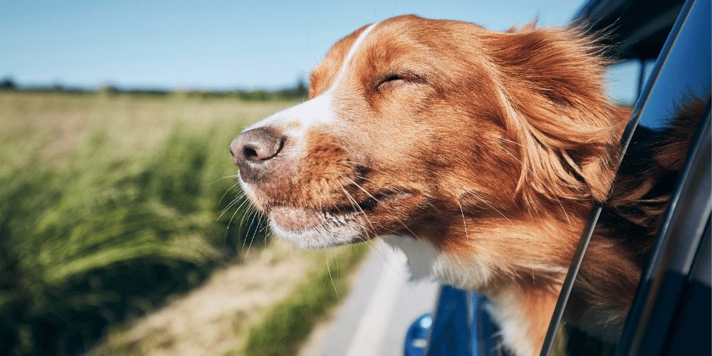 6 Consejos a la hora de viajar con un perro