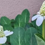 ¿Qué es la hierba del manso y para qué sirve?