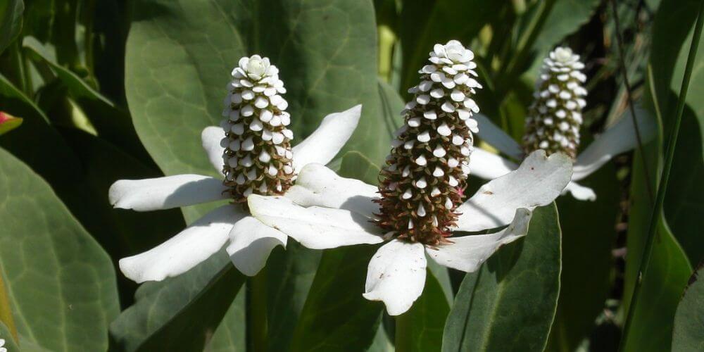 que-es-la-hierba-del-manso-y-para-que-sirve-flor-blanca-lafloridaseinforma.com