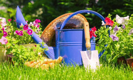 Tips para cuidar las plantas de tu jardín