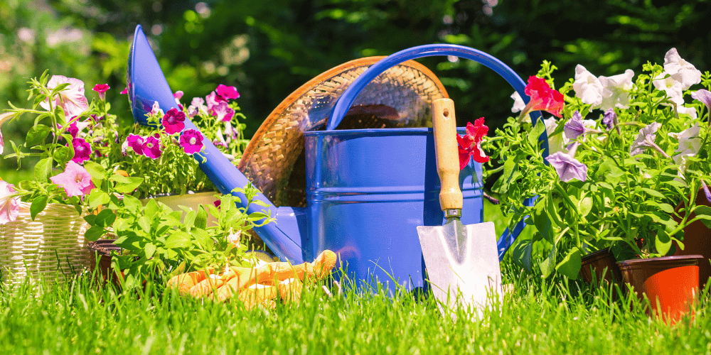 Tips para cuidar las plantas de tu jardín