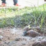 Miami: Confirman la presencia de plaga de caracol gigante africano en Broward