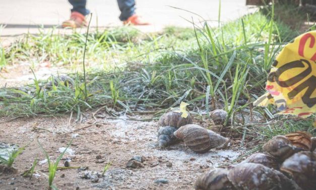 Miami: Confirman la presencia de plaga de caracol gigante africano en Broward