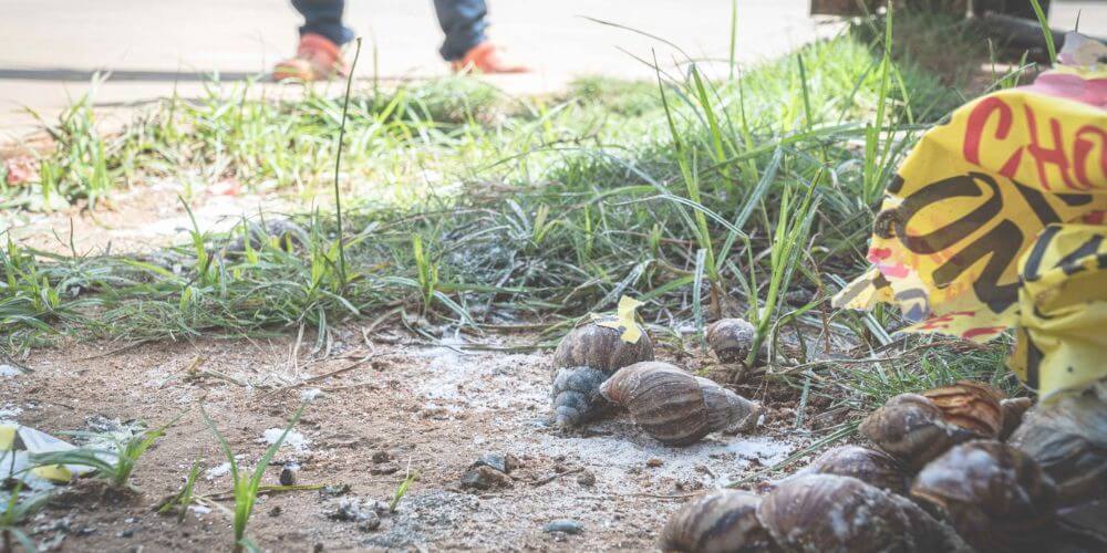 Miami: Confirman la presencia de plaga de caracol gigante africano en Broward