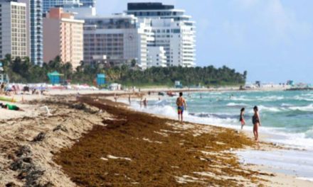 Miami: Gran manto de algas se acerca a playas floridanas