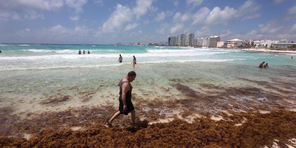 Miami-gran-manto-de-algas-se-acerca-a-playas-floridanas-sargazo-lafloridaseinforma.com