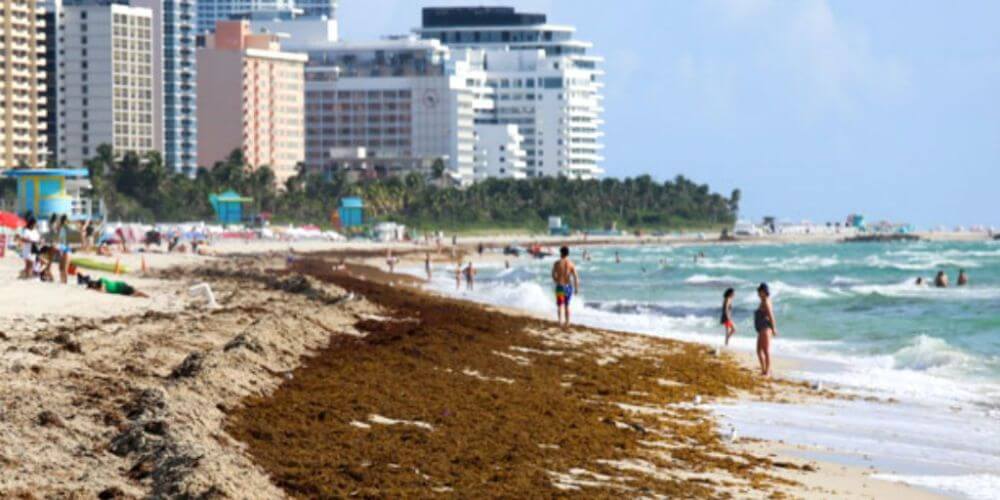 Miami: Gran manto de algas se acerca a playas floridanas