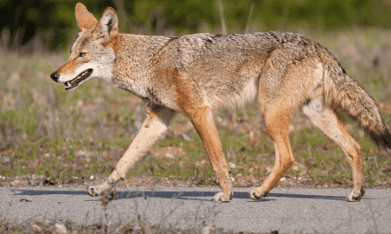 El avistamiento de coyotes causa preocupación en el vecindario Pembroke Pines de Florida