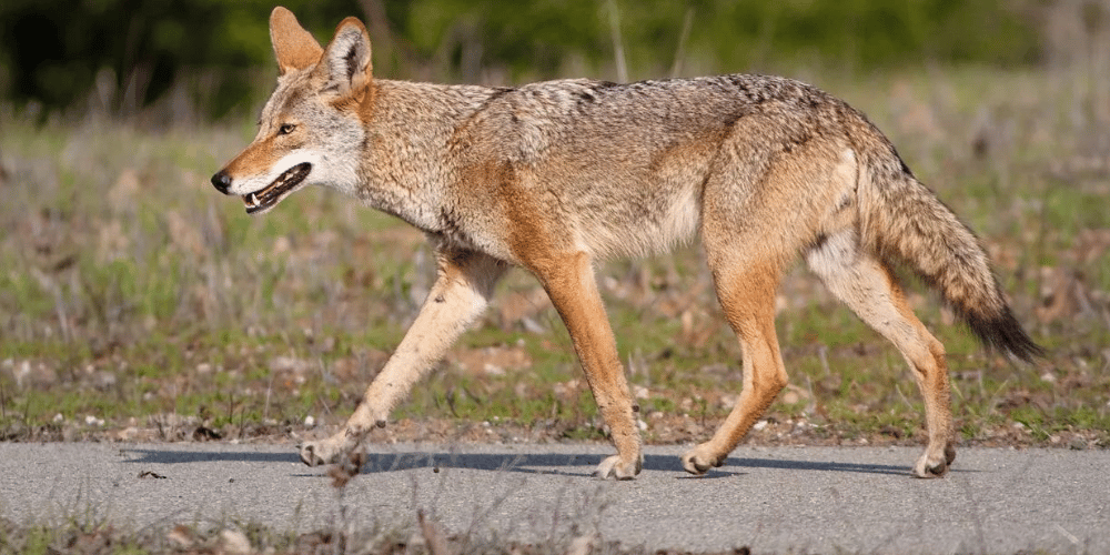 El avistamiento de coyotes causa preocupación en el vecindario Pembroke Pines de Florida