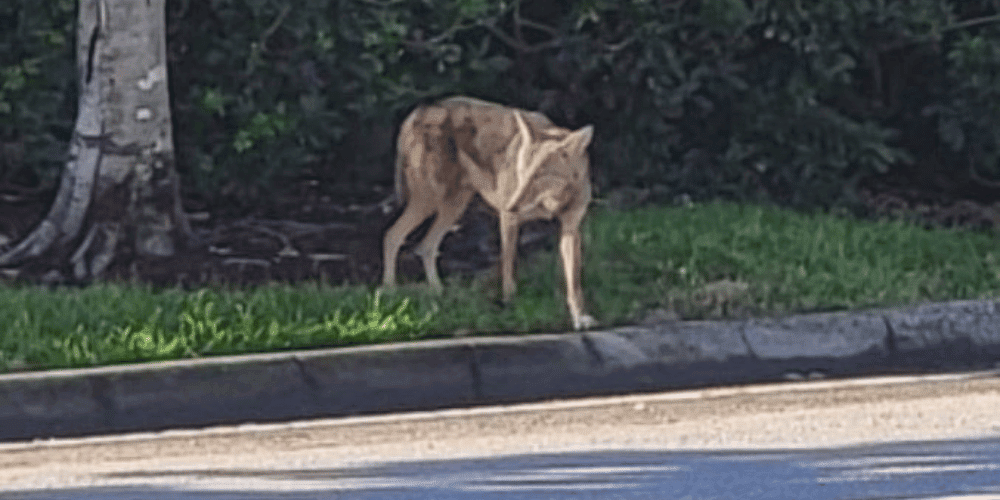 el-avistamiento-de-coyotes-causa-preocupacion-en-vecindario-pembroke-pines-de-florida-lafloridaseinforma.com