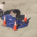 ¡Espeluznante! Encuentran una cabeza humana en una popular playa de Florida