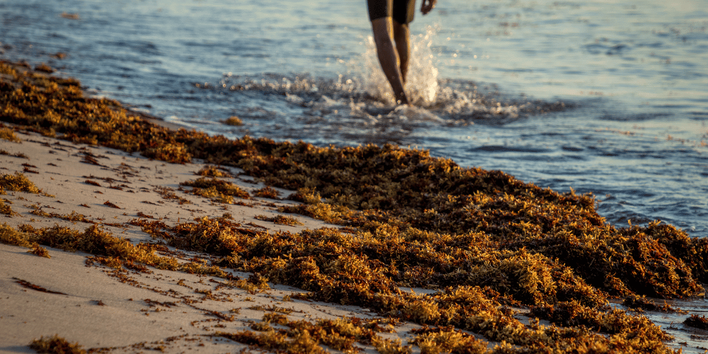 cambio-climatico-en-2025-las-playas-de-Florida-bajo-amenaza-sargazo-lafloridaseinforma.com