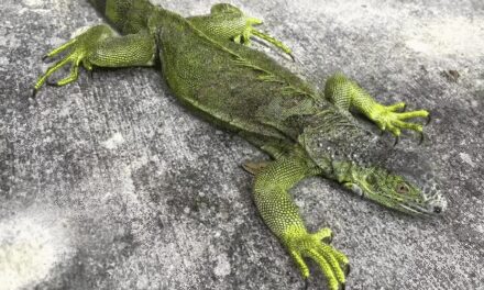 Iguanas congeladas en el sur de Florida: Qué hacer y dónde entregarlas según la FWC